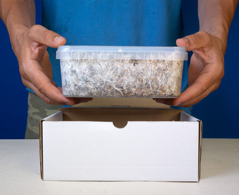 magic-mushrooms_maxkit_001-768x627