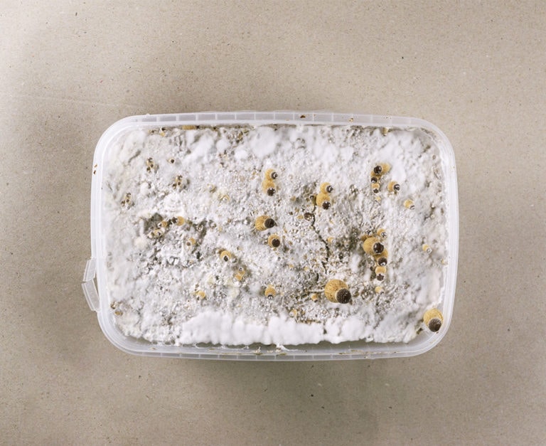 magic-mushrooms_maxkit_009-768x627