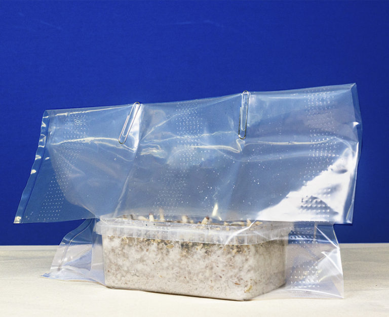 magic-mushrooms_maxkit_010-768x627